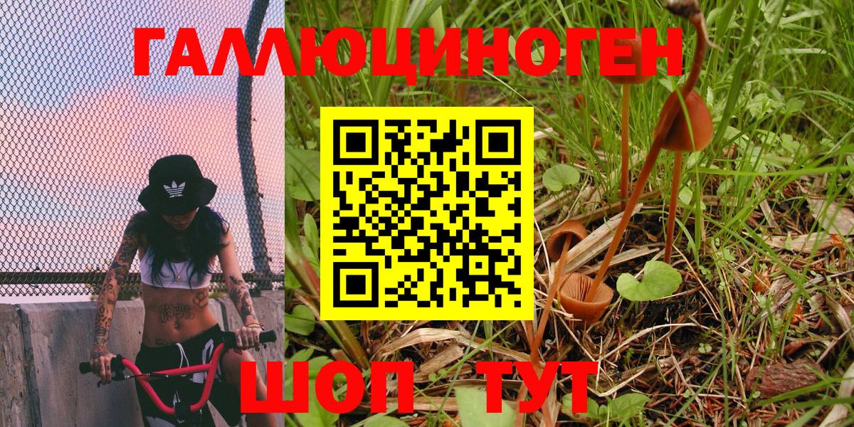 Галлюциногенные грибы Psilocybe Солнечногорск